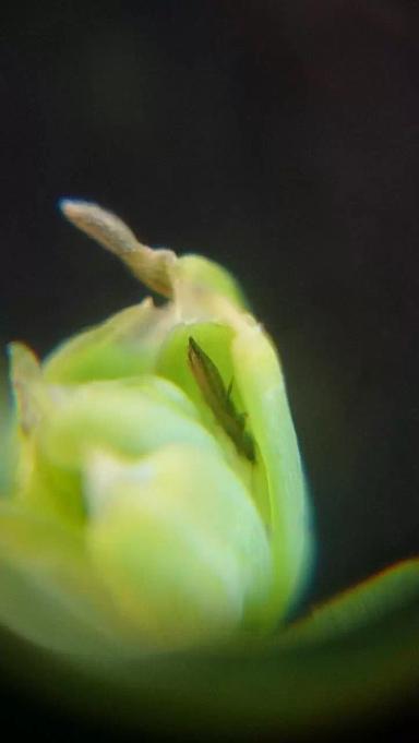 Агромониторинг. Трипс на льне.