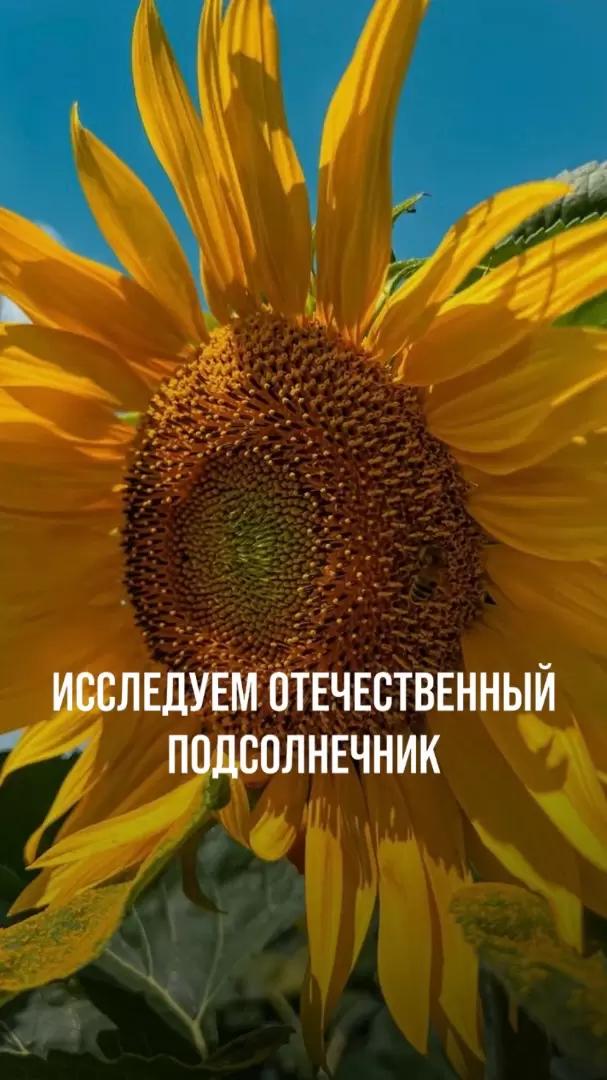ИССЛЕДУЕМ ОТЕЧЕСТВЕННЫЙ ПОДСОЛНЕЧНИК