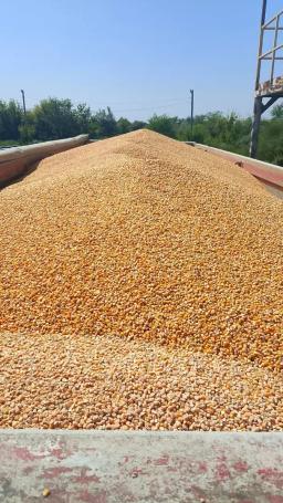 Кукуруза кормовая