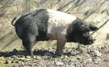 Ангельнская (англерская) порода свиней