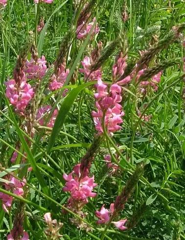 Песчаный 1251