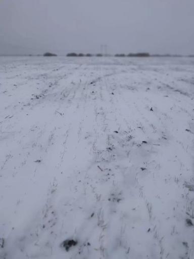 Еду завтра озимую мать спасать