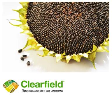 Дункан КЛП - гибрид подсолнечника ( Helianthus annuus L.). Умеренно-интенсивного типа. Среднепоздний. Технология Clearfield® Plus. Высокоолеиновый. Заразихоустойчивый (A-G).