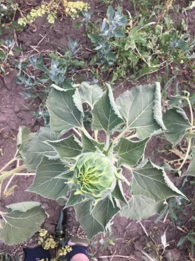 Что с подсолнечником, заворачиваются листья?