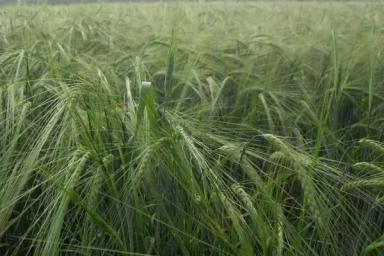 Гонар сорт ячменя ярового