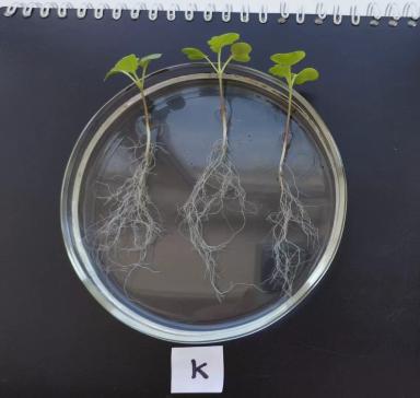 Эксперименты в лаборатории