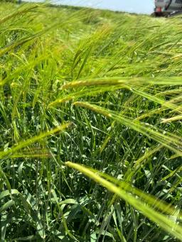 Семена ячменя озимого