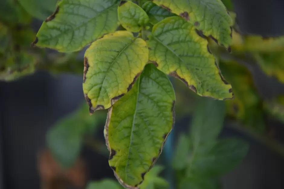 Сила природы для мощных урожаев