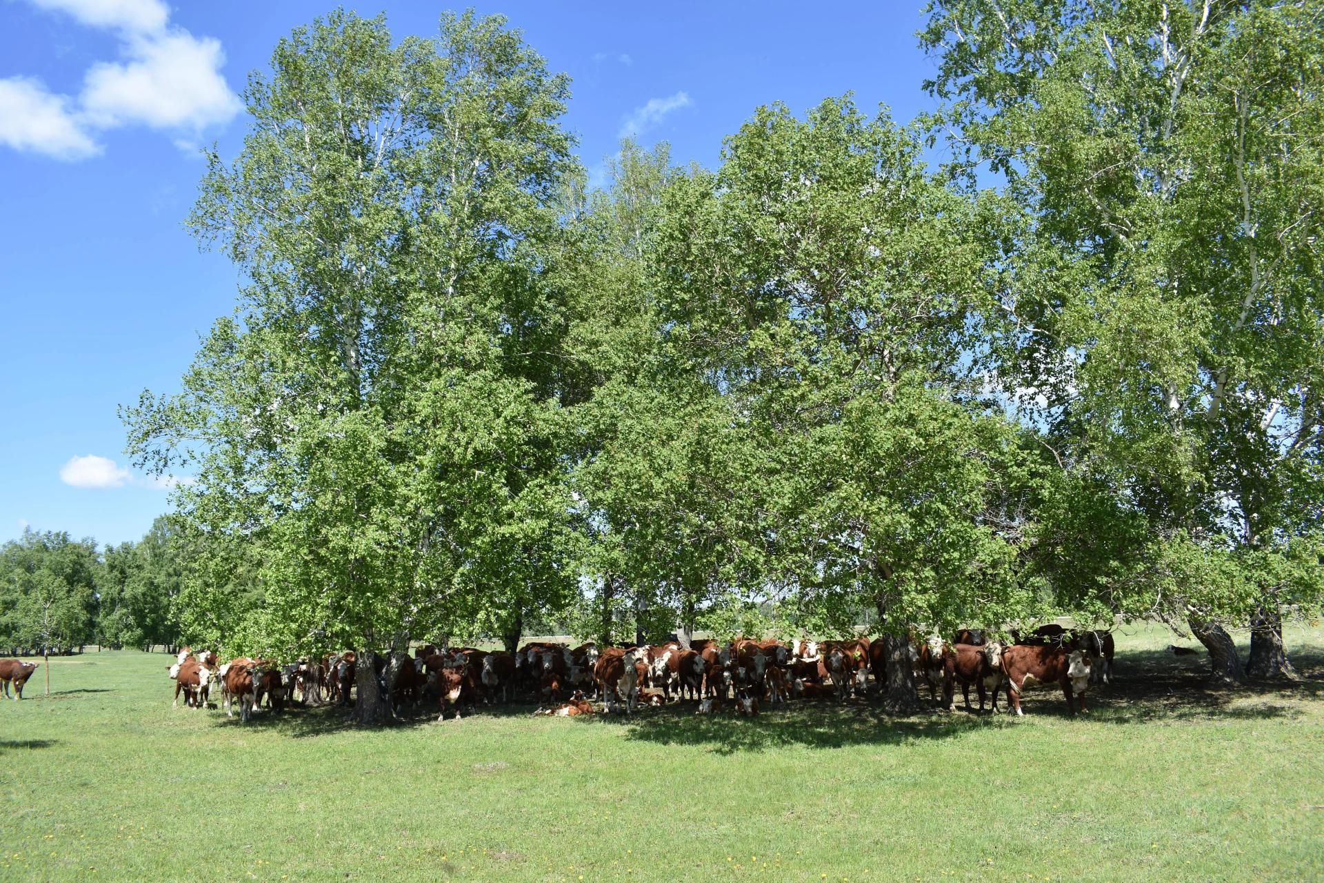 Новости с фермы