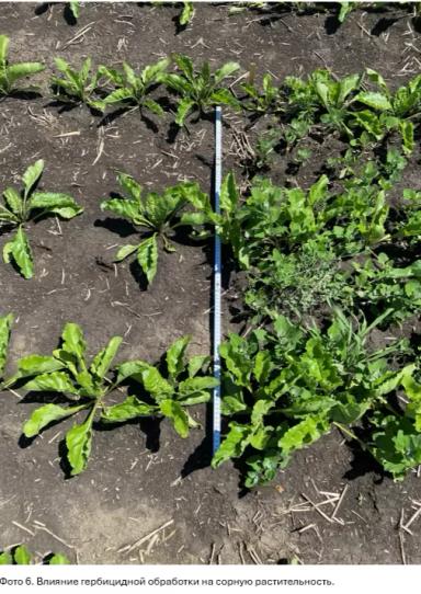 Долгосрочные инвестиции в чистоту полей по технологии КОНВИЗО® СМАРТ