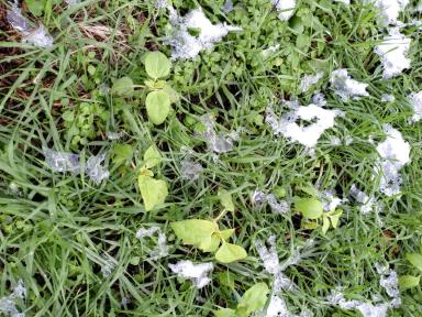 Борьба с падалицей подсолнечника на озимой пшенице в осенний период