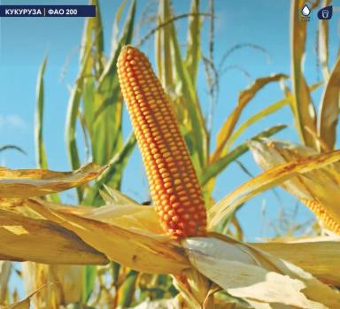 МАС 15. Т - гибрид кукурузы ( Zea mays L.).