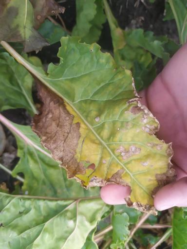 Болезнь сахарной свеклы.