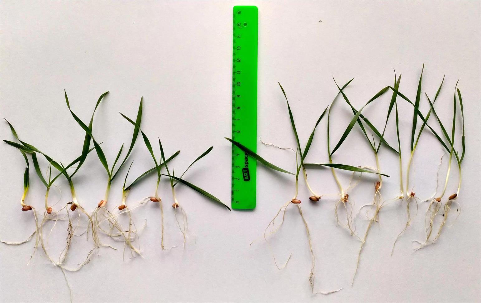 Причины разницы в росте озимой пшеницы