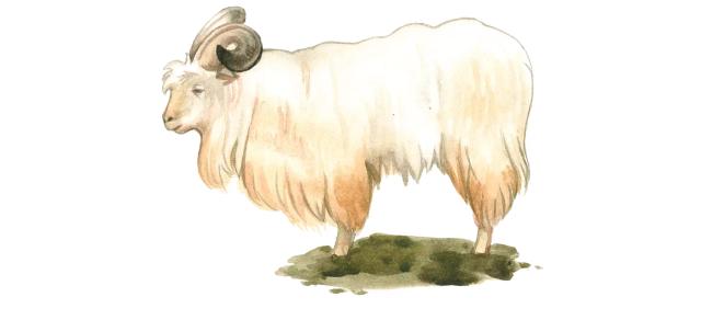 Чантоханги (пашмин) - порода коз