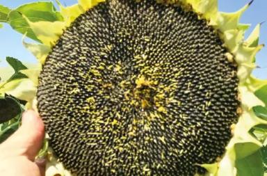 П 64 ЛЕ 25 - гибрид подсолнечника Пионер