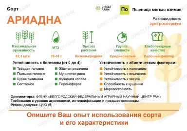 Ариадна сорт мягкой озимой пшеницы