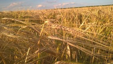 Травелер (TRAVELER)