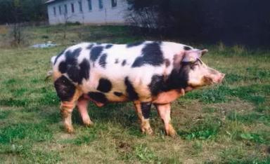 Литовская местная (литовская сережчатая) порода свиней