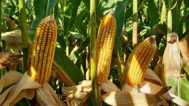 ЕС Фарадей - гибрид кукурузы ( Zea mays L.).