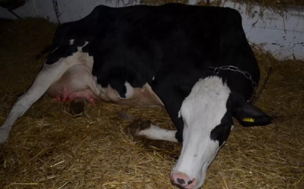 Послеродовой парез/ послеродовая гипокальциемия 