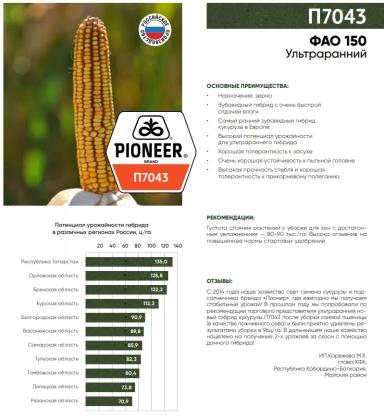 П 7043 ® (P 7043) гибрид кукурузы