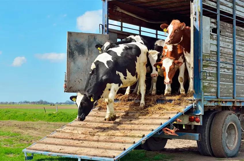 Совфед на два года продлил льготу по НДС при ввозе племенных животных