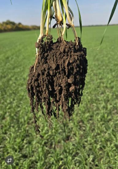 формирование крепких всходов в сложных условиях