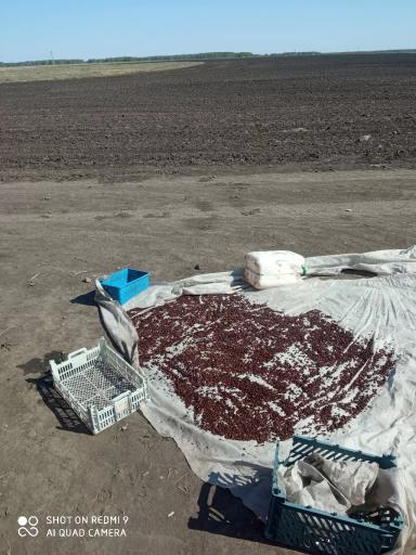 Разбор полетов 2023. Бахча