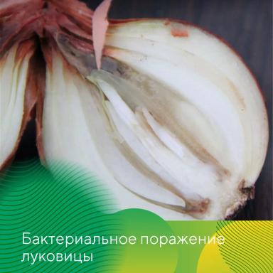 Защита лука и моркови от болезней