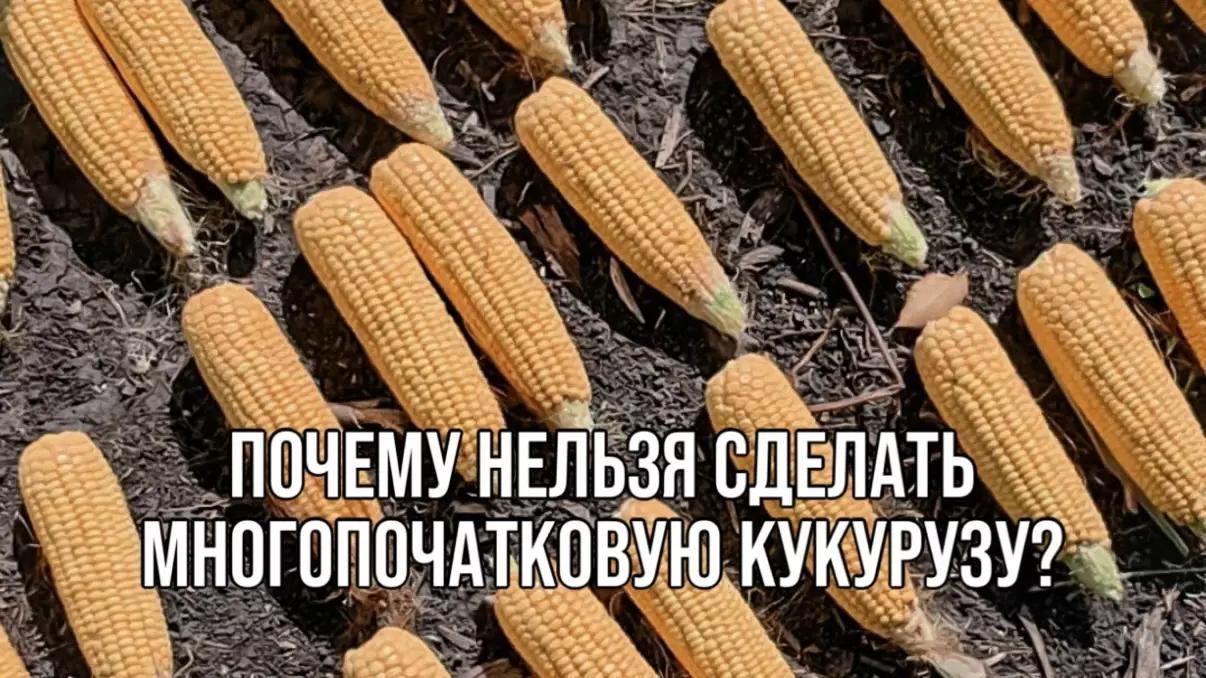 ПОЧЕМУ НЕЛЬЗЯ СДЕЛАТЬ МНОГОПОЧАТКОВУЮ КУКУРУЗУ?