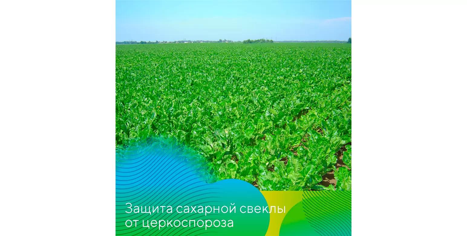 Защита сахарной свеклы от церкоспороза