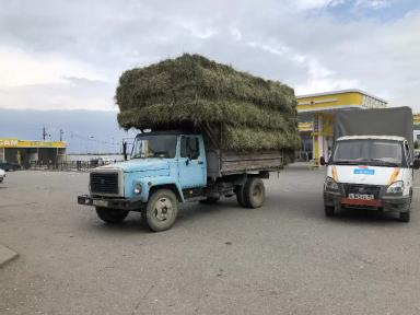 Сено люцерна