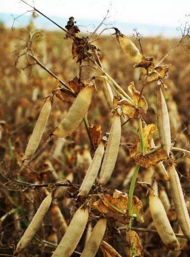 Мадрас (MADRAS) сорт гороха посевного