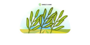 Обработка рапса ярового фунгицидом в фазу образования стручков