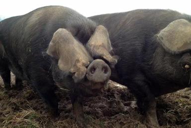 Корнелл (корнуэльская, крупная черная) – порода свиней