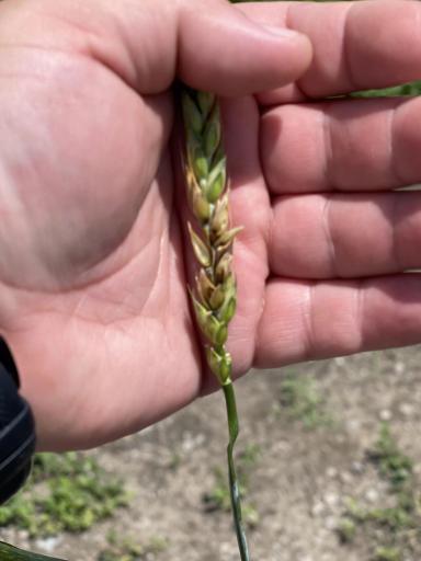 Агромониторинг