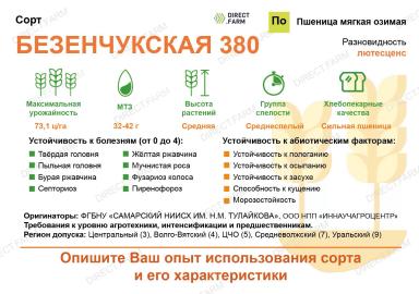 Безенчукская 380 сорт мягкой озимой пшеницы