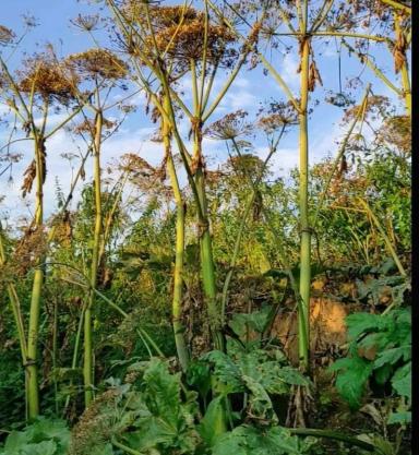 Борщевик Сосновского