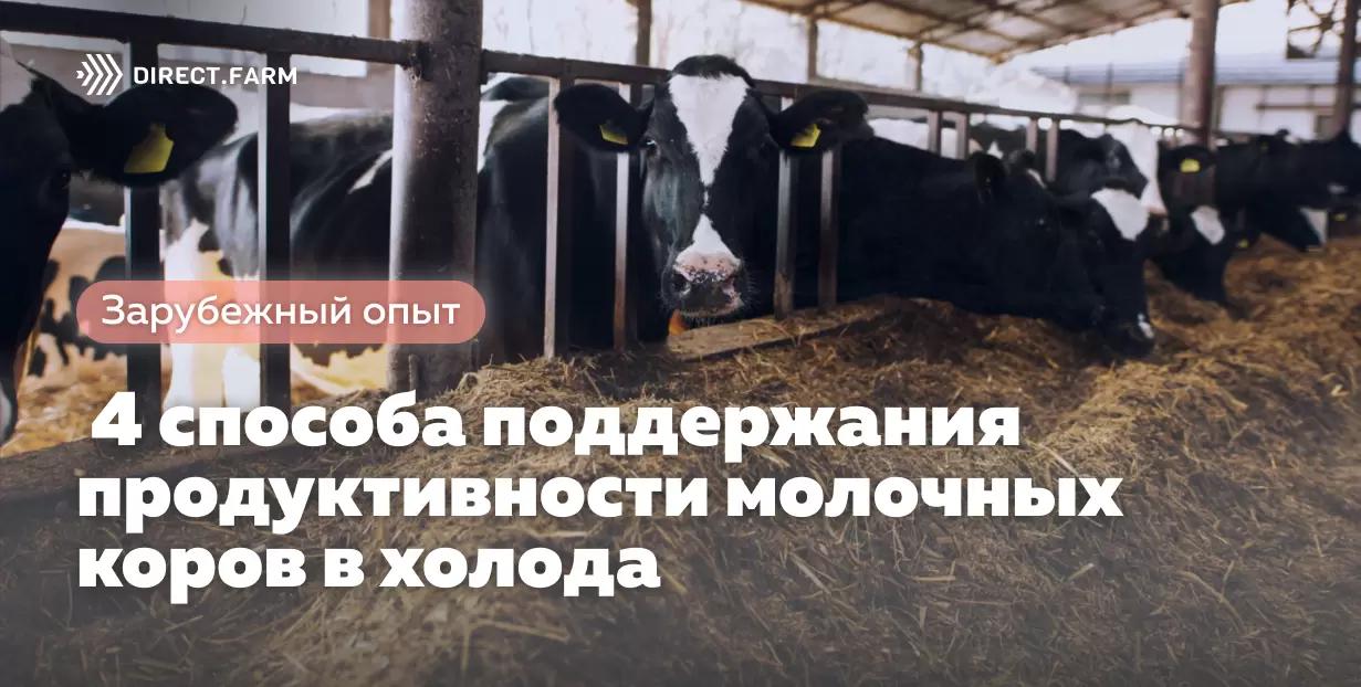 4 способа поддержания продуктивности молочных коров в холода