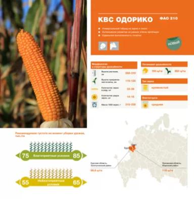 КВС Одорико - гибрид кукурузы ( Zea mays L.).