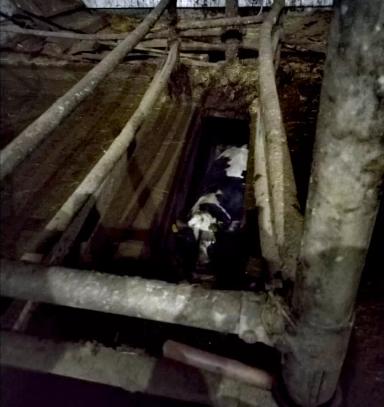 Как вызволить корову, или "Да как же тебя угараздило..?!"