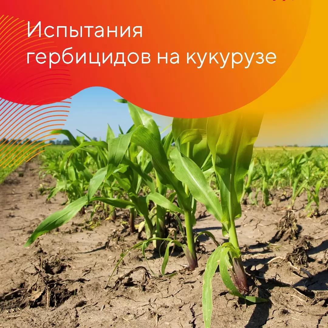 Работает Фултайм®!