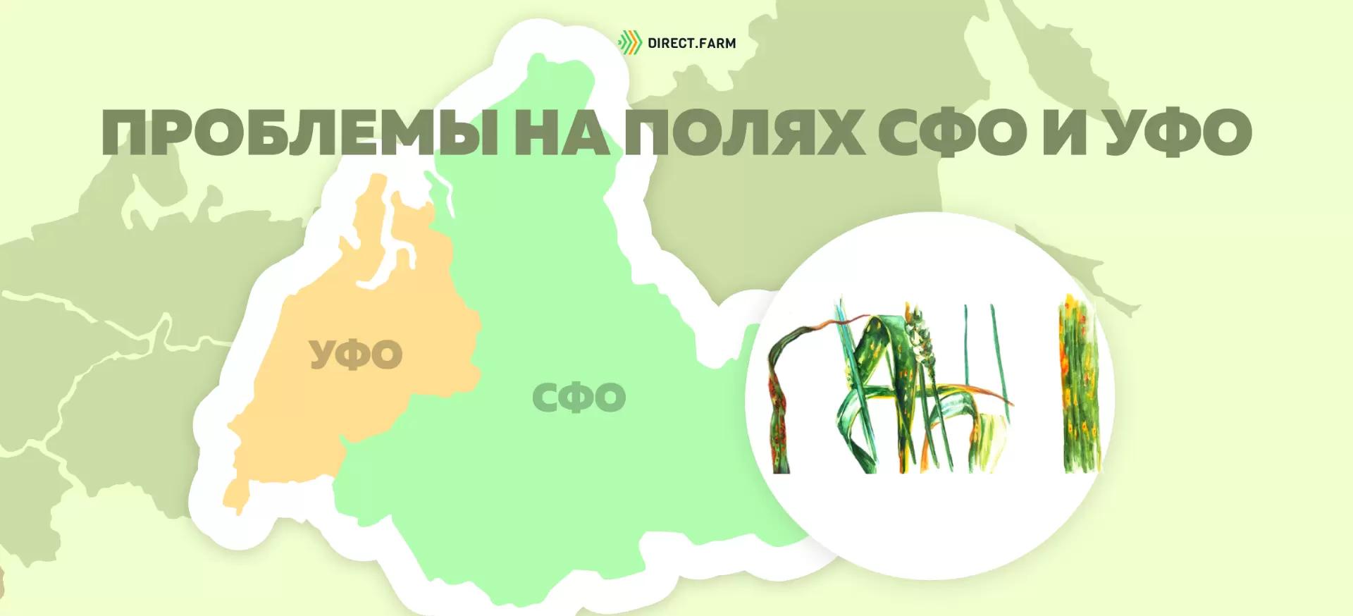 Внимание угроза❗ Болезни зерновых в СФО