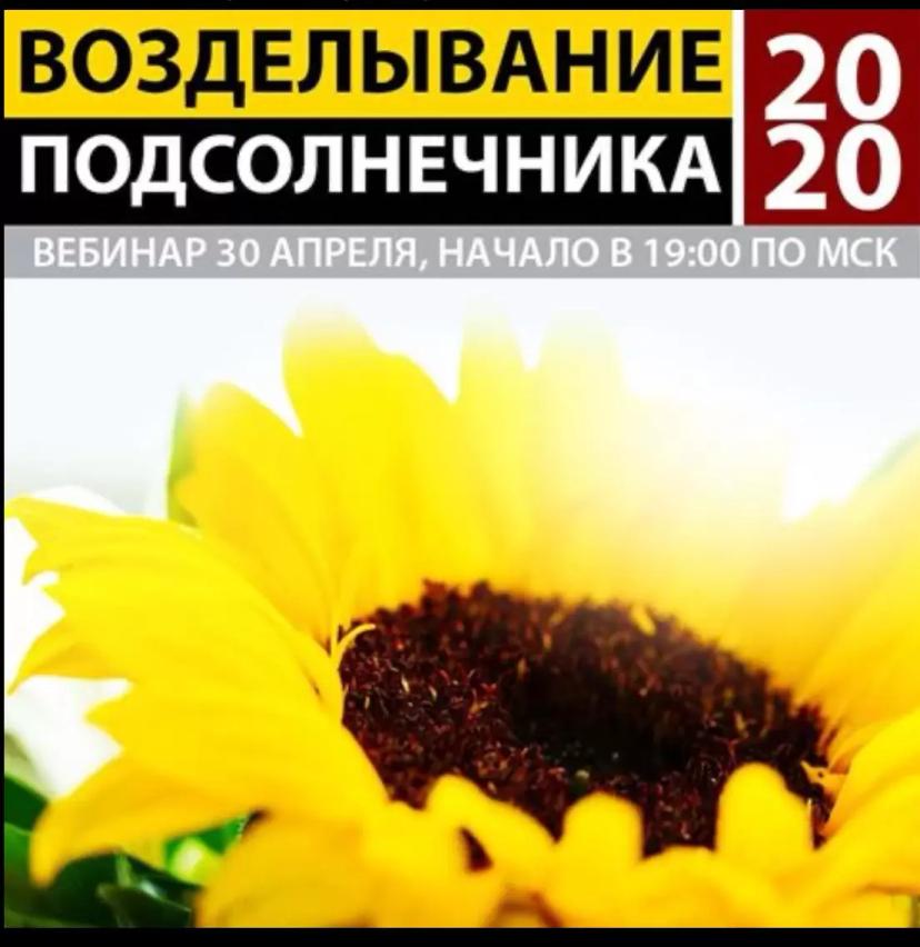 Возделывание подсолнечника 2020.