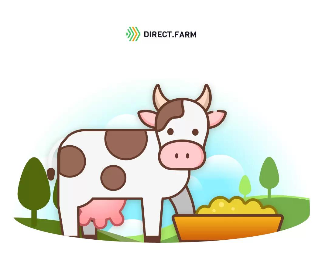 Почему коровы залезают в кормушку?