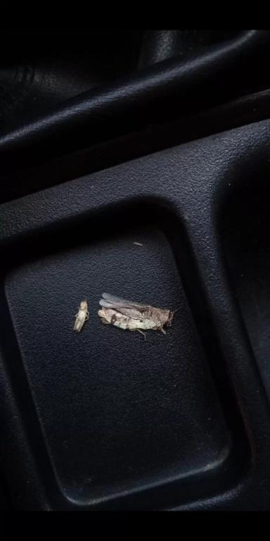 Яровая Пшеница