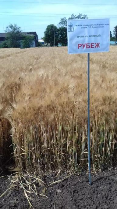 Рубеж  сорт ячменя озимого