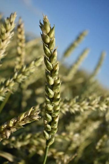 Токката (TOCCATA) сорт мягкой яровой пшеницы