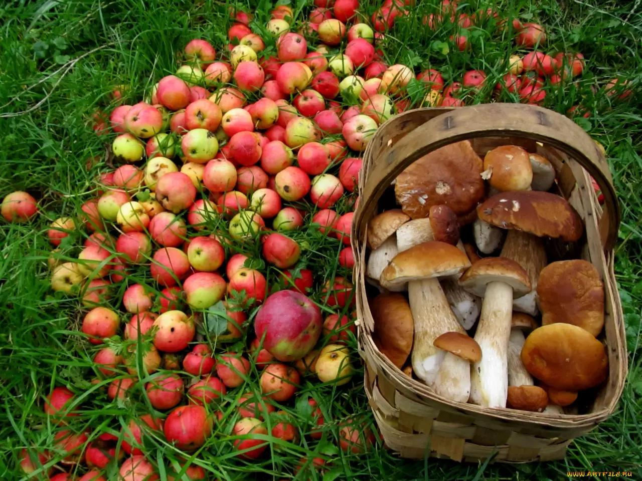 Осенние радости 🍄‍🍎🍂